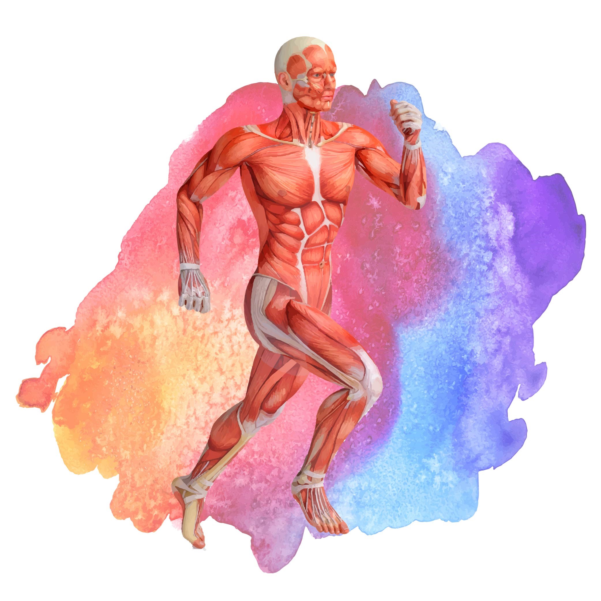 Musculoskeletal