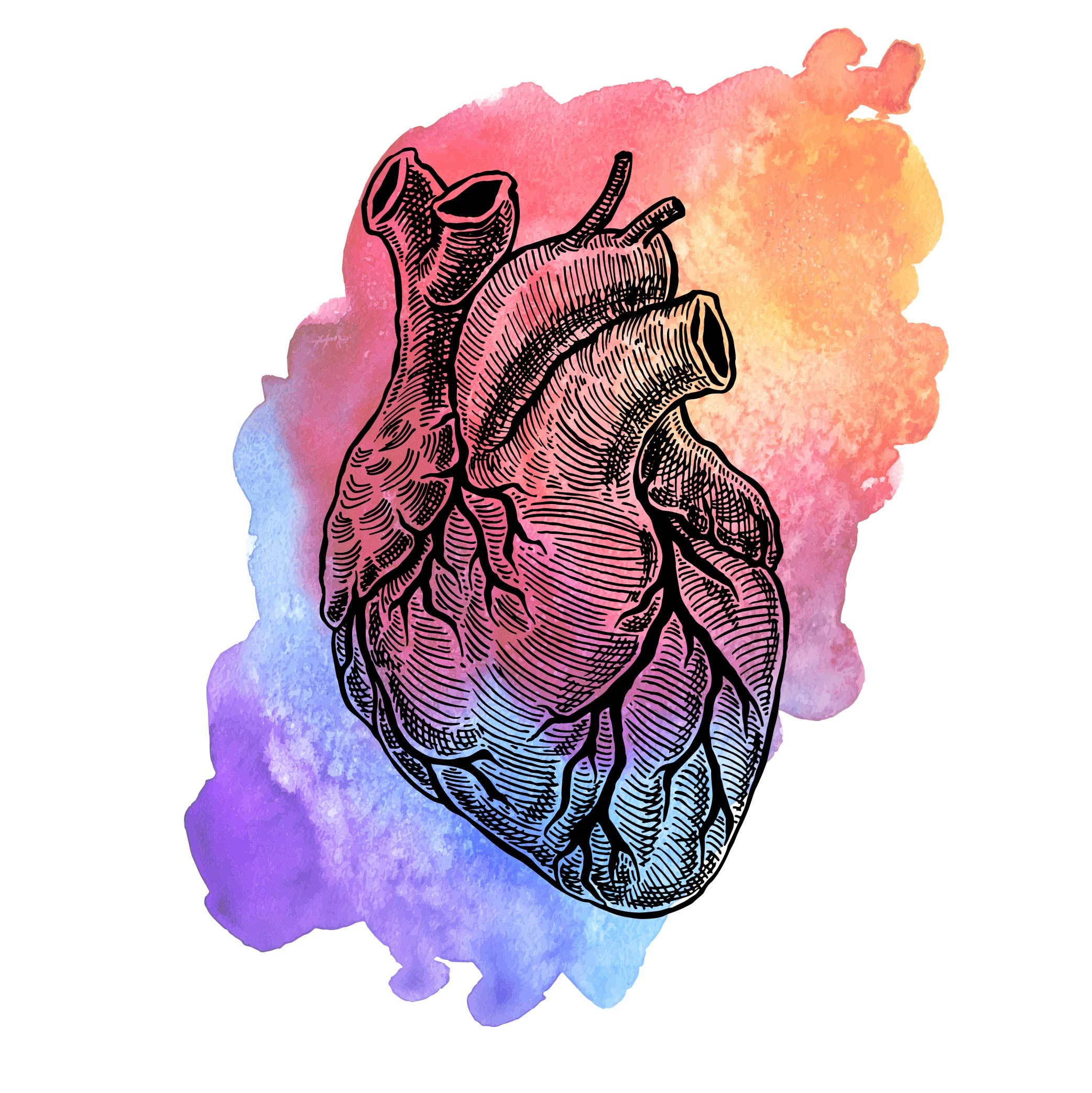 Cardiovascular Preparations
